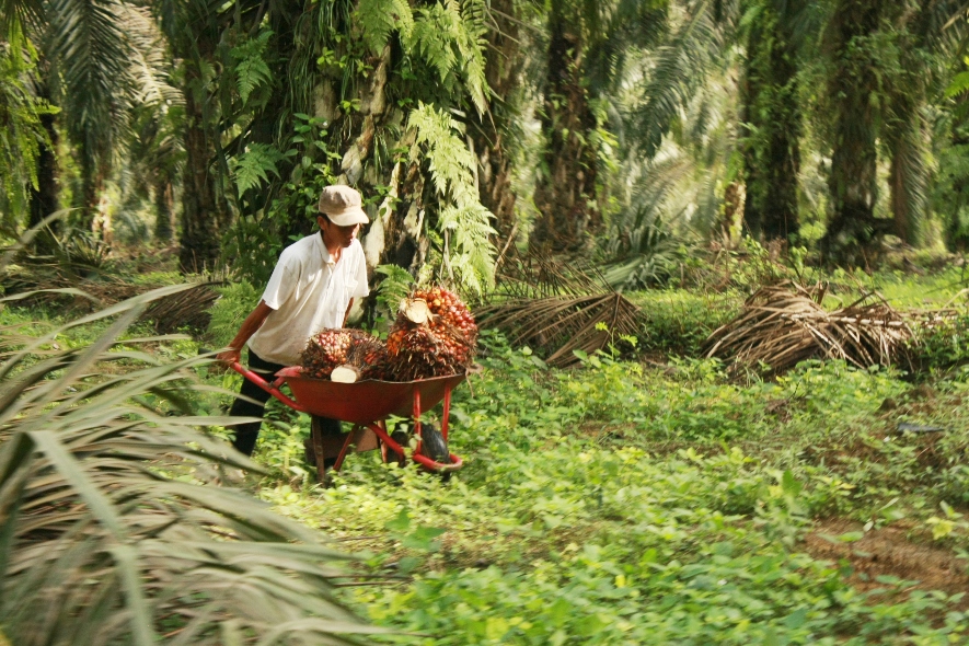 10 oil palm harvest